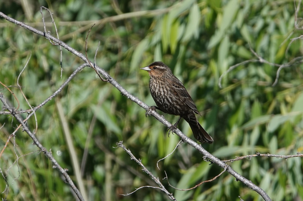 Red-winged Blackbird - ML584699311