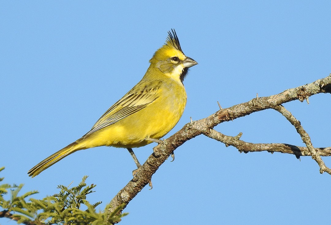 Yellow Cardinal - Aves-del-Taragüí/ SabinaDeLucca