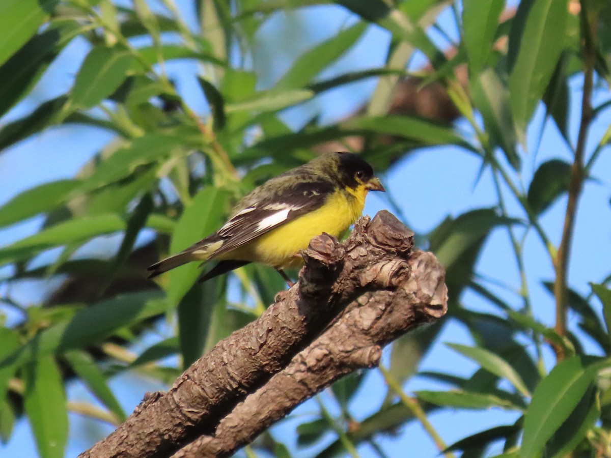 Lesser Goldfinch - ML584699401