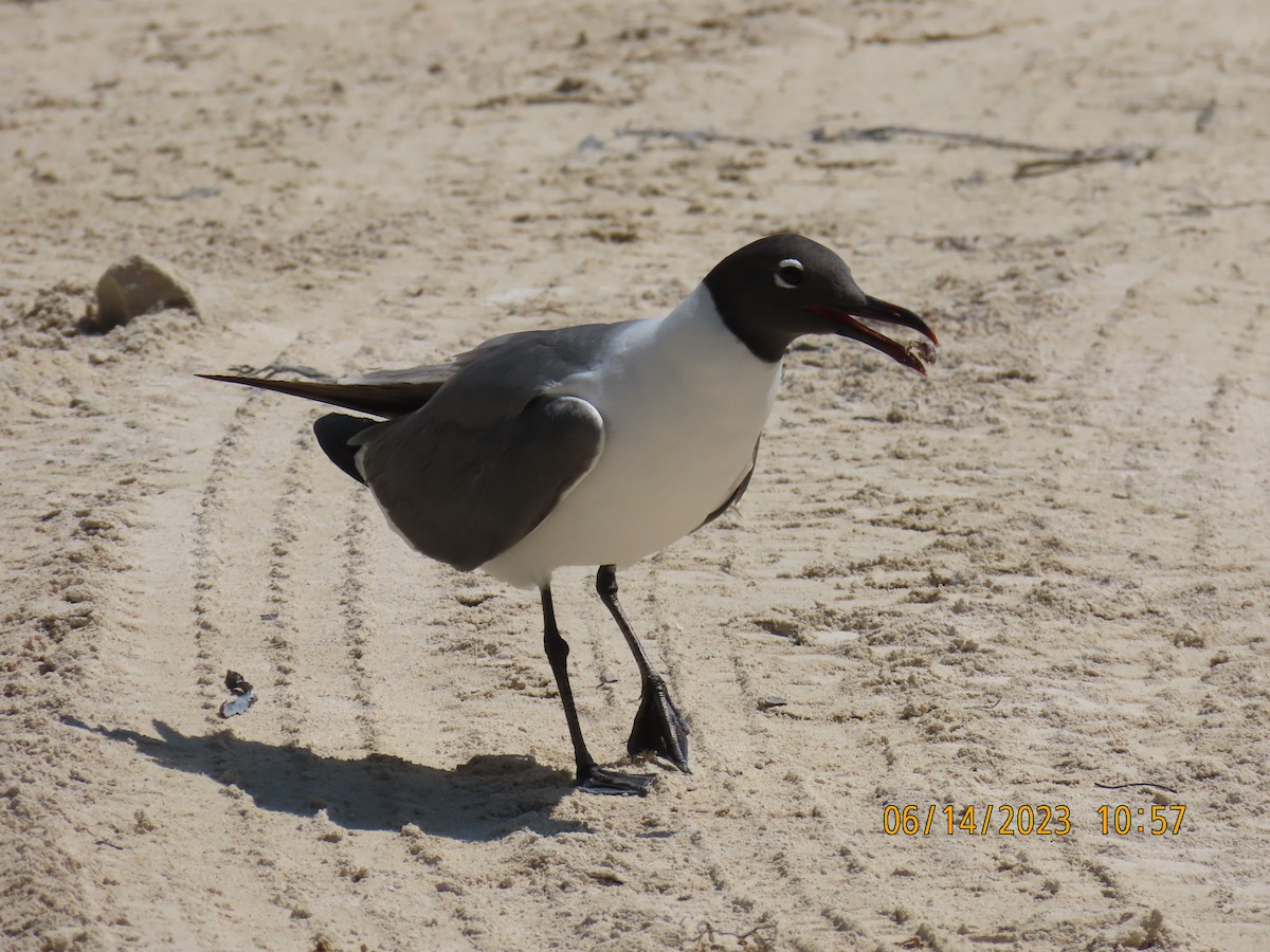Laughing Gull - Katherine Wychulis