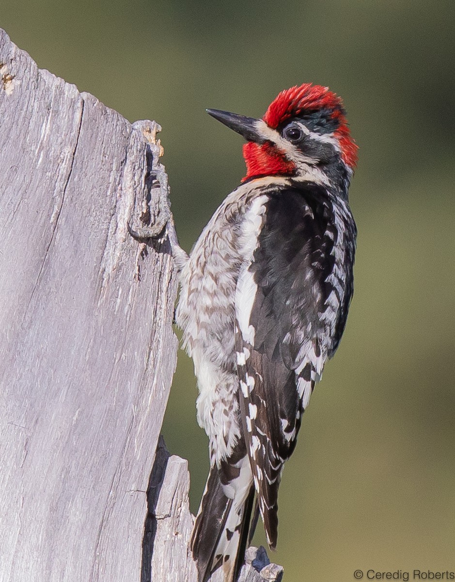 Red-naped Sapsucker - ML584699901