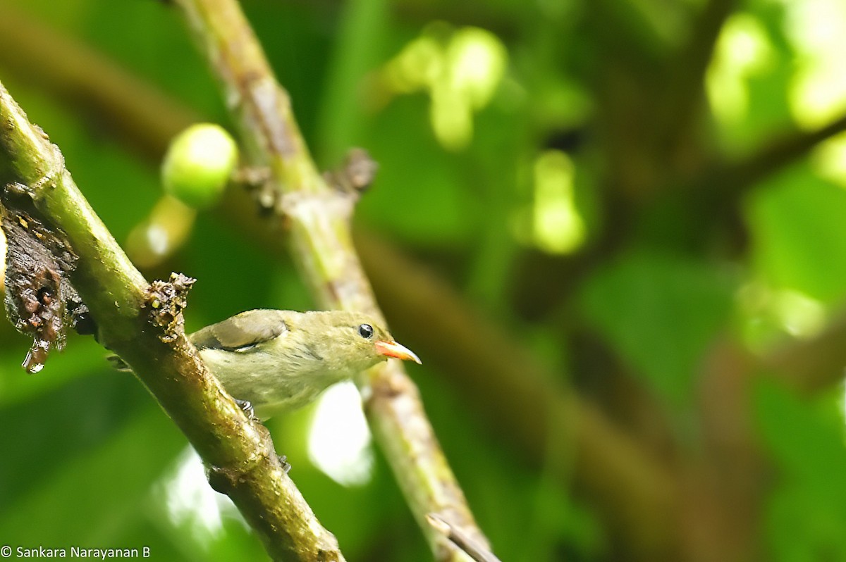 Plain Flowerpecker - Anonymous