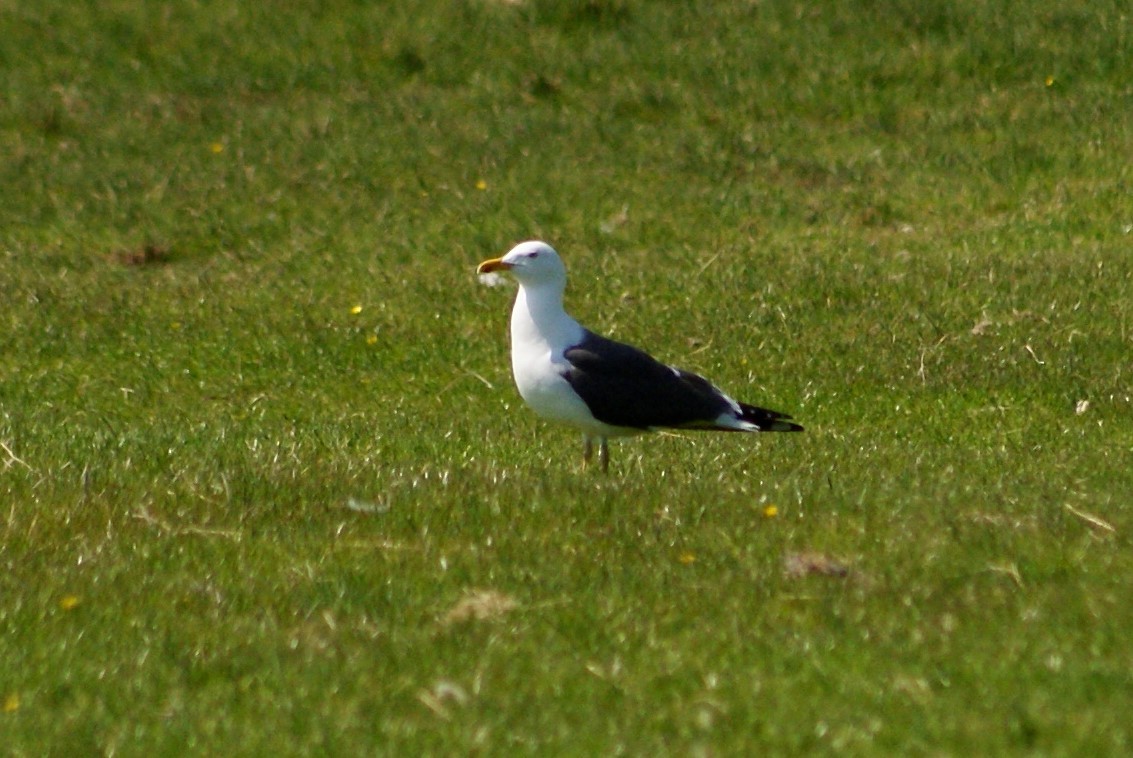 Lesser Black-backed Gull - ML584700401