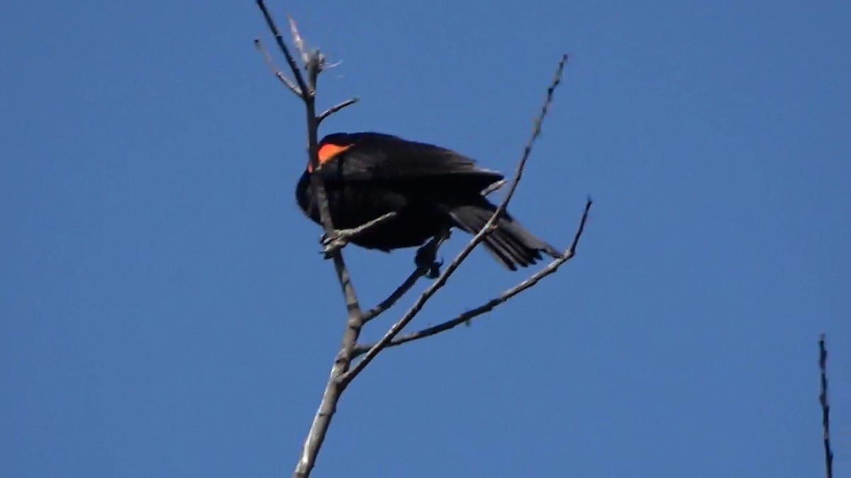 Red-winged Blackbird - ML584700771