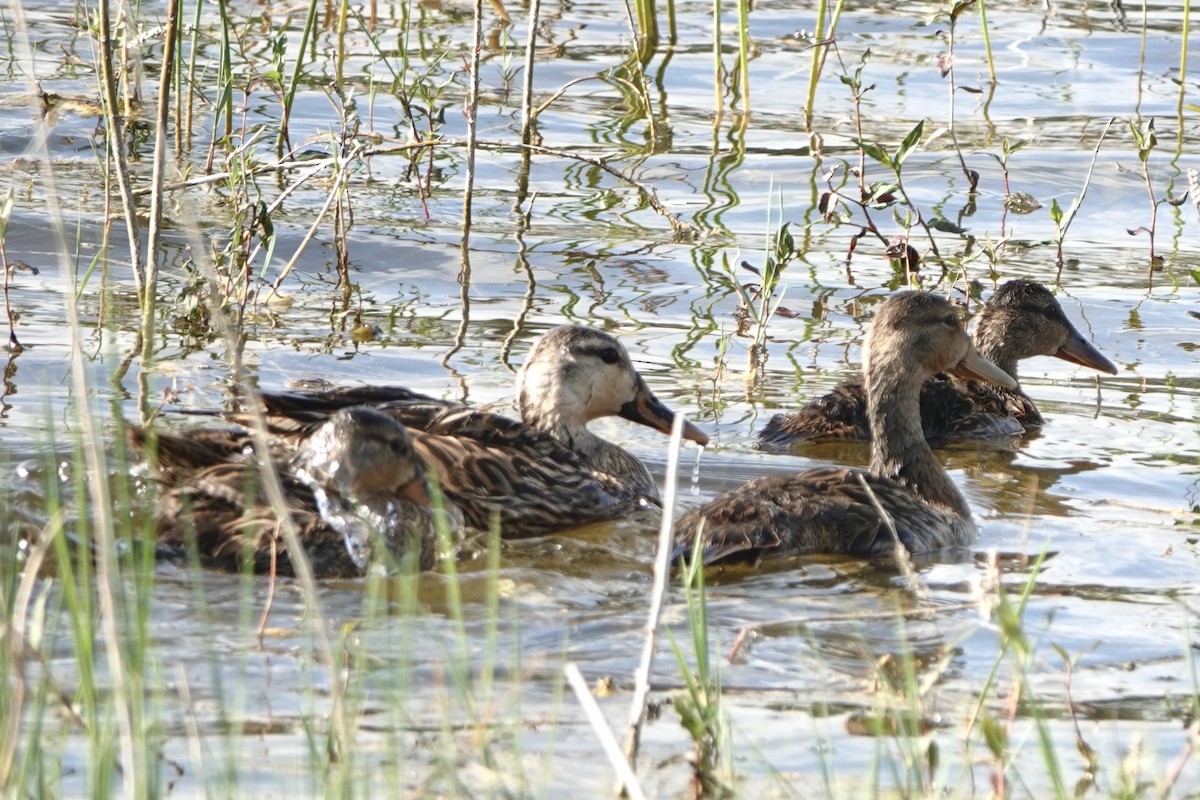 Mottled Duck - Alena Capek