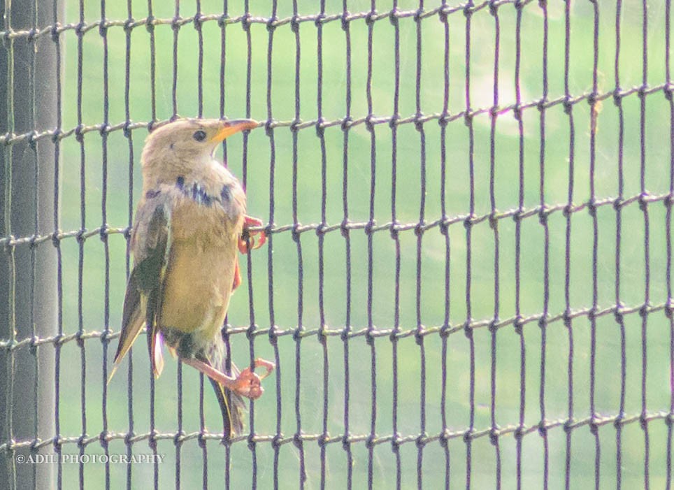 Rosy Starling - Dr. ADIL A