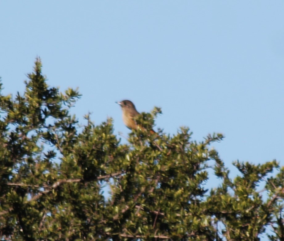 White-winged Black-Tyrant - ML584702001