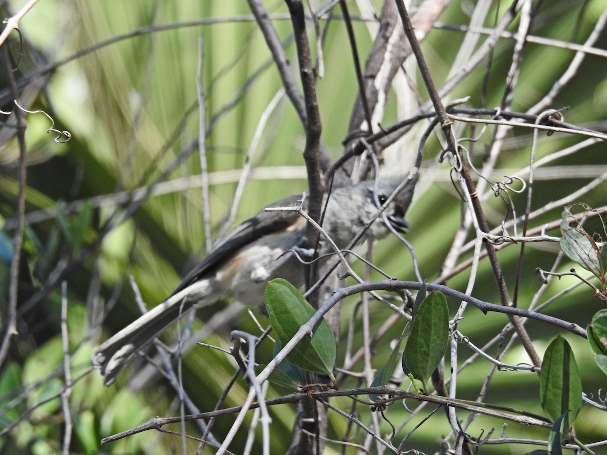 Tufted Titmouse - ML584702121