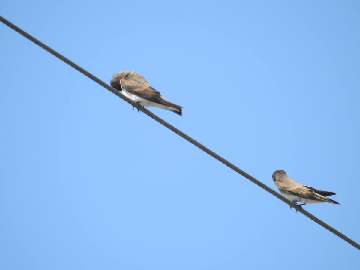 Northern Rough-winged Swallow - ML584702151