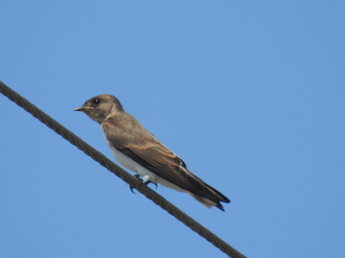 Northern Rough-winged Swallow - ML584702161