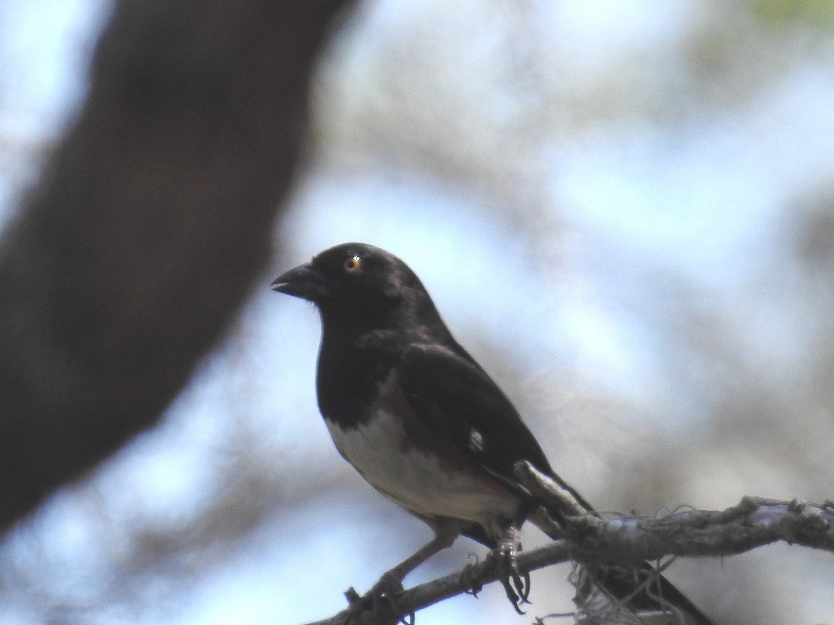 Eastern Towhee - ML584702201