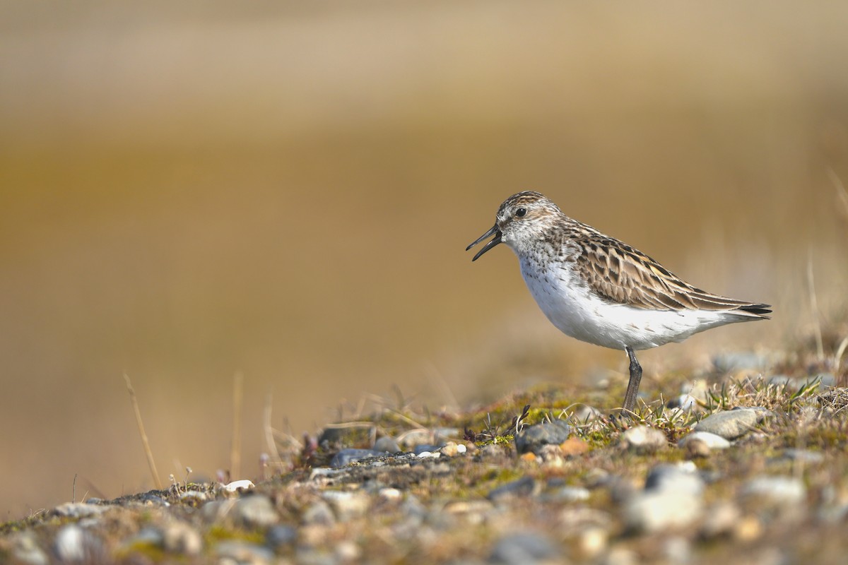 Semipalmated Sandpiper - Andy Bankert