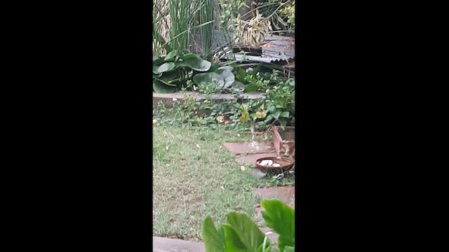 White-breasted Waterhen - ML584703001