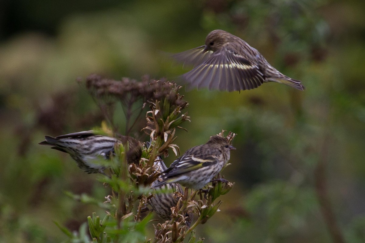 Pine Siskin - ML584703081