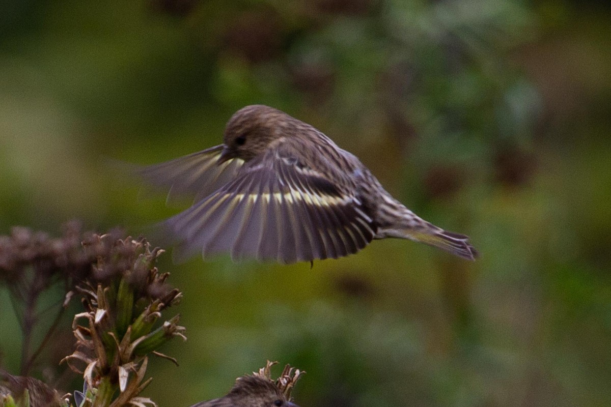 Pine Siskin - Graham Smith