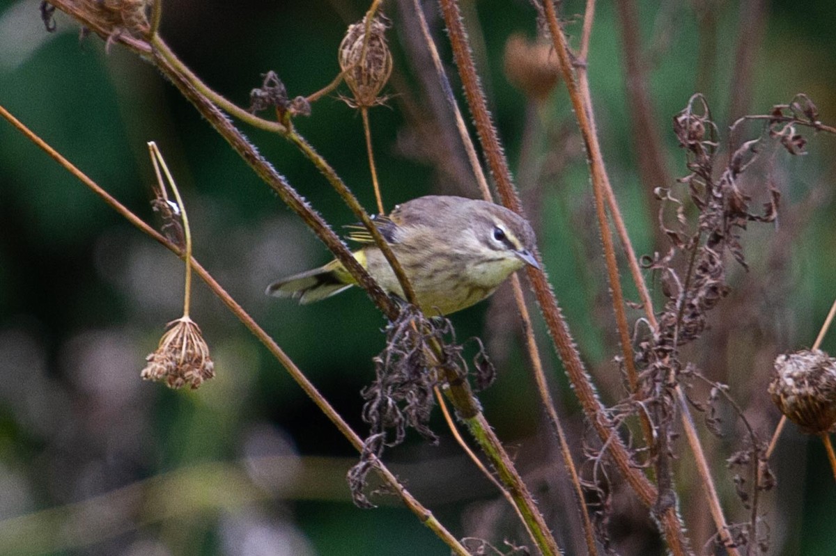 Palm Warbler - Graham Smith