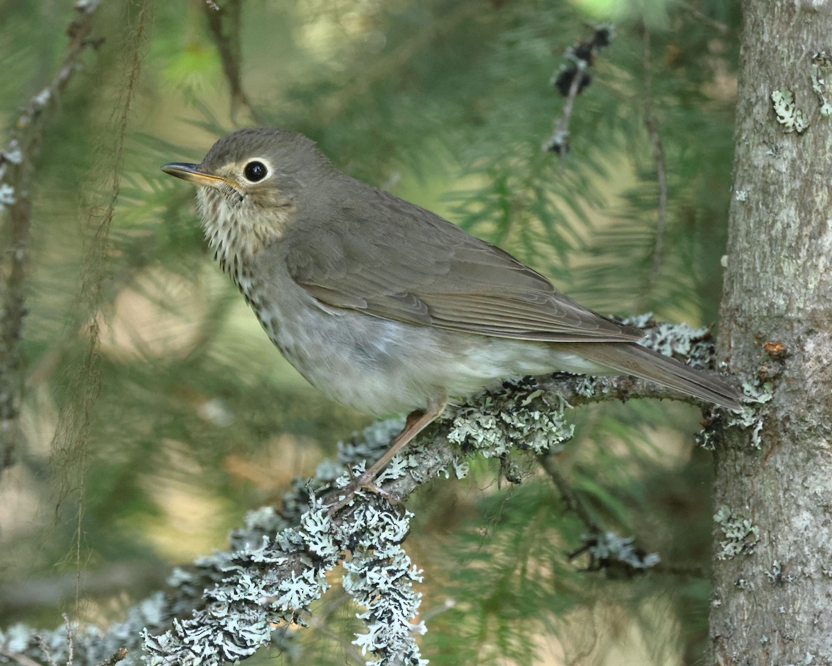 Swainson's Thrush - ML584703211