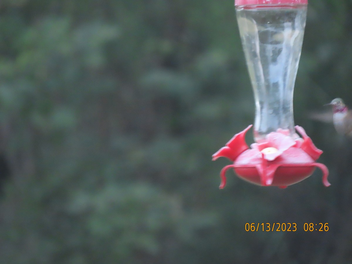 Calliope Hummingbird - ML584703501