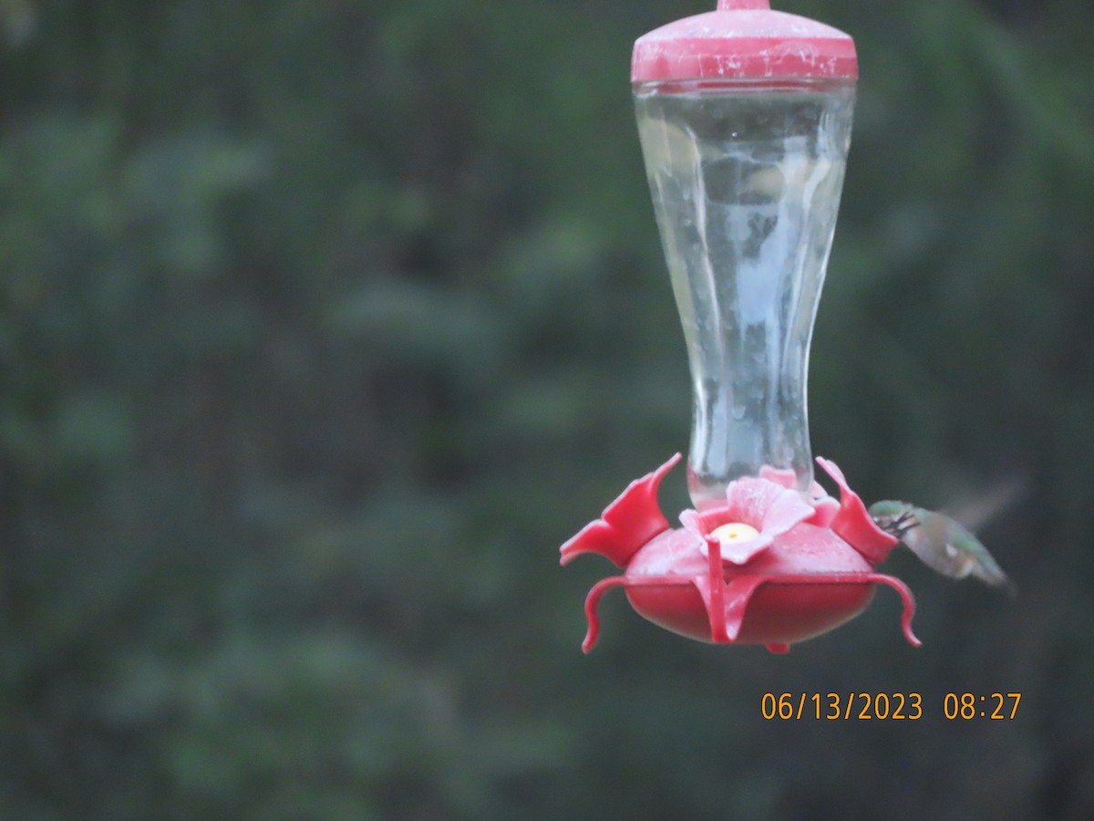 Calliope Hummingbird - ML584703511