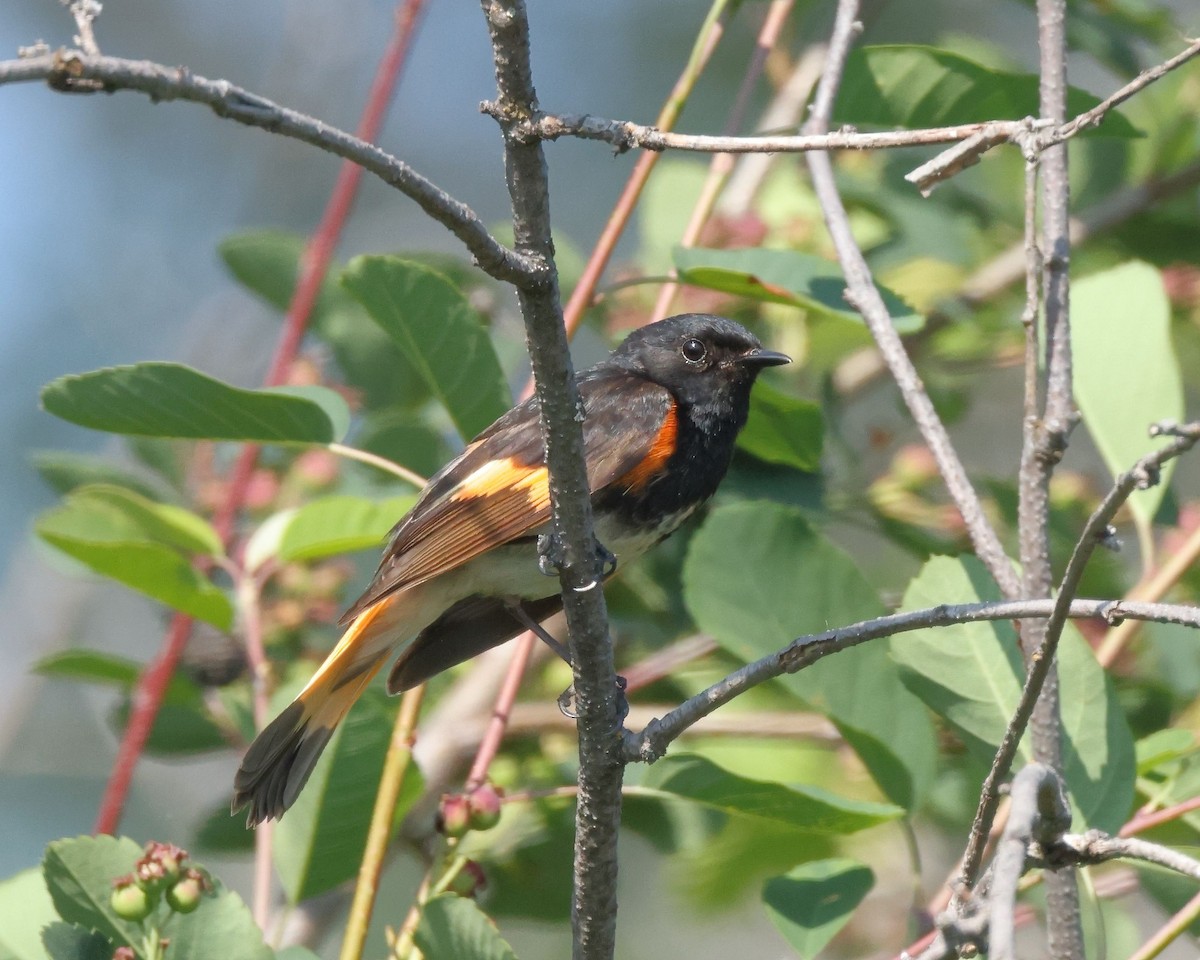 American Redstart - ML584703641