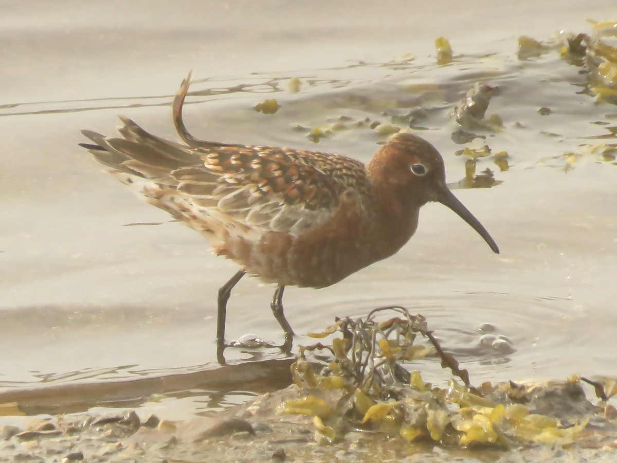 Curlew Sandpiper - ML584703921