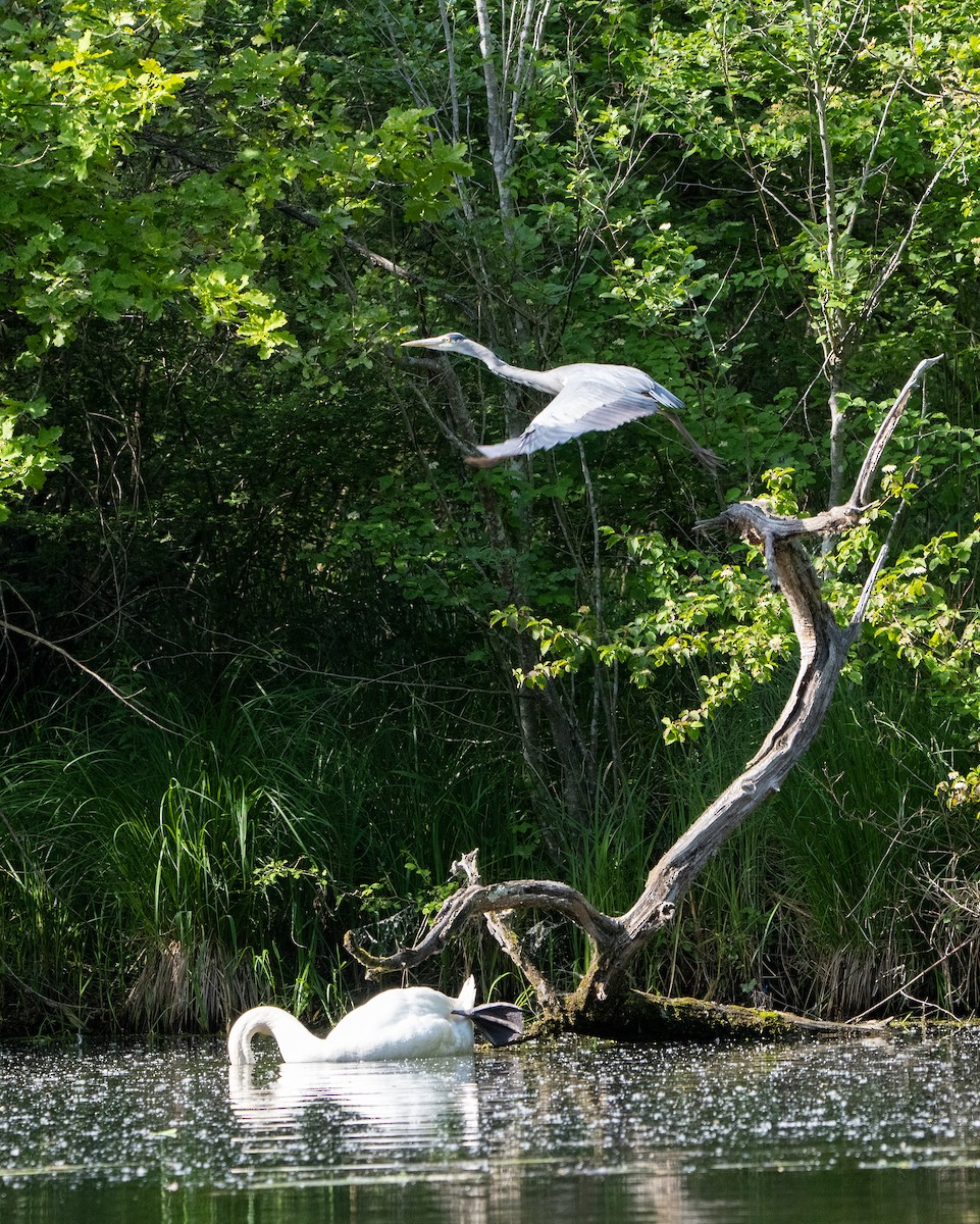 Gray Heron - ML584704001