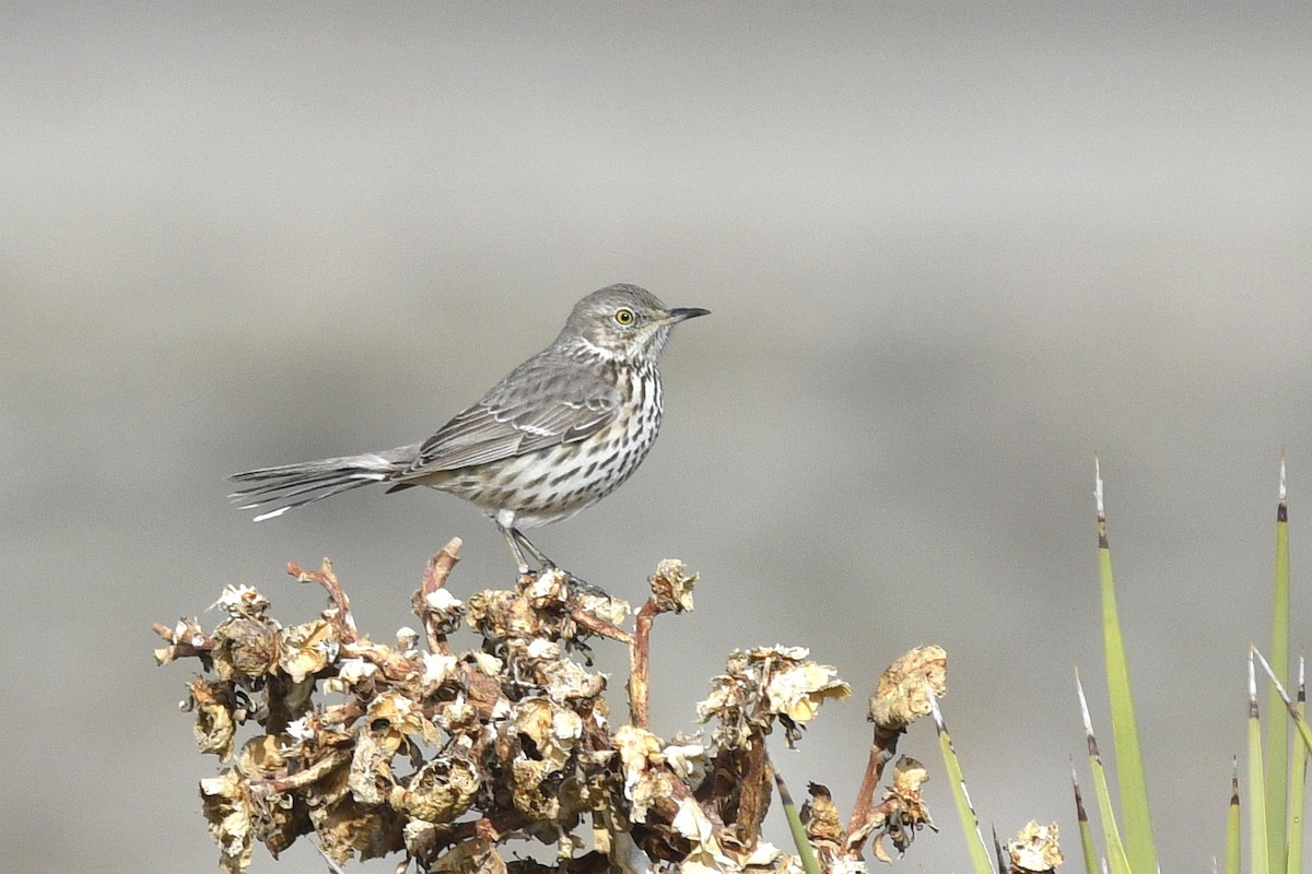 Sage Thrasher - ML584704031