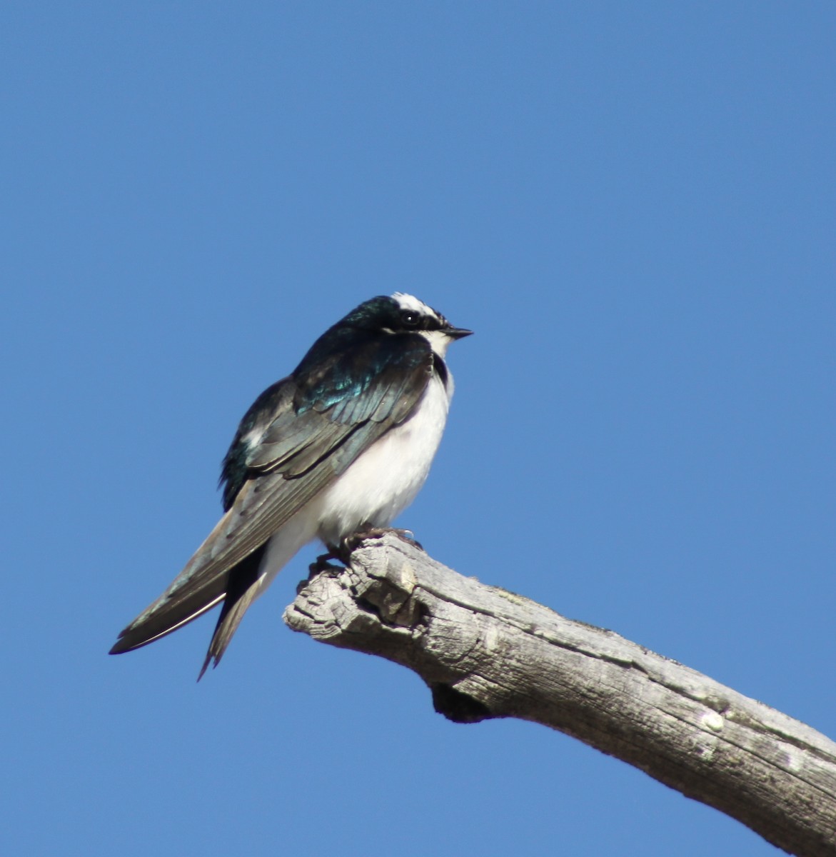 Violet-green Swallow - ML584704391