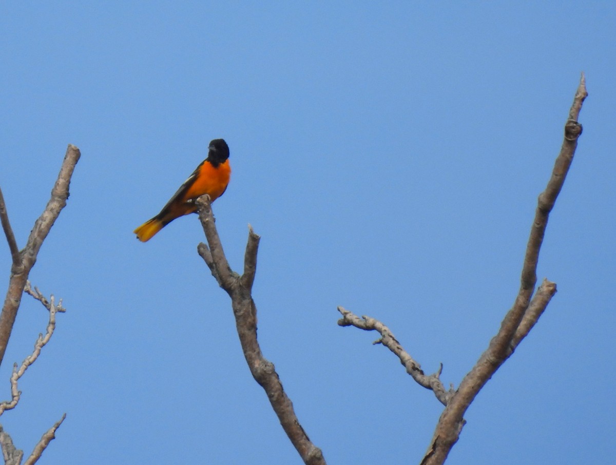 Baltimore Oriole - ML584704831