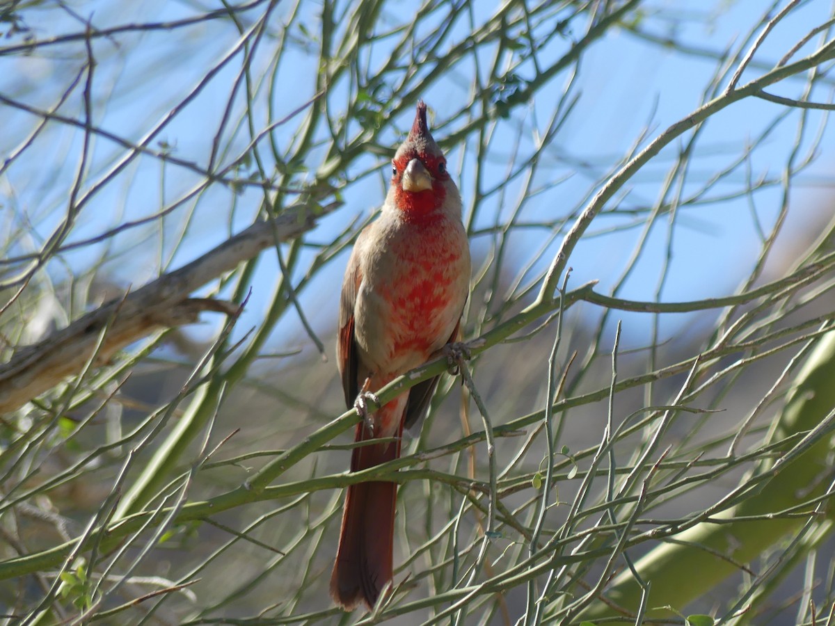 Pyrrhuloxia - ML584705551