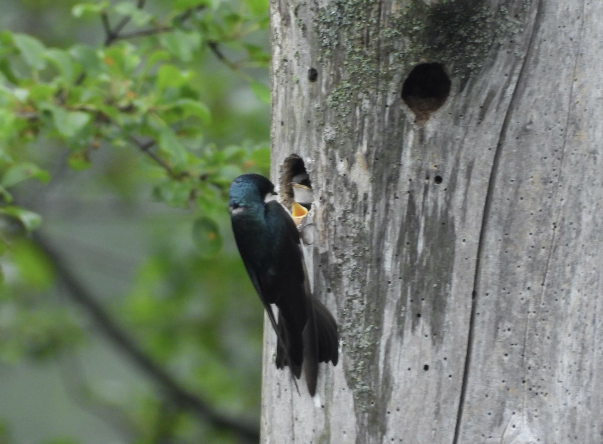 Tree Swallow - ML584705611