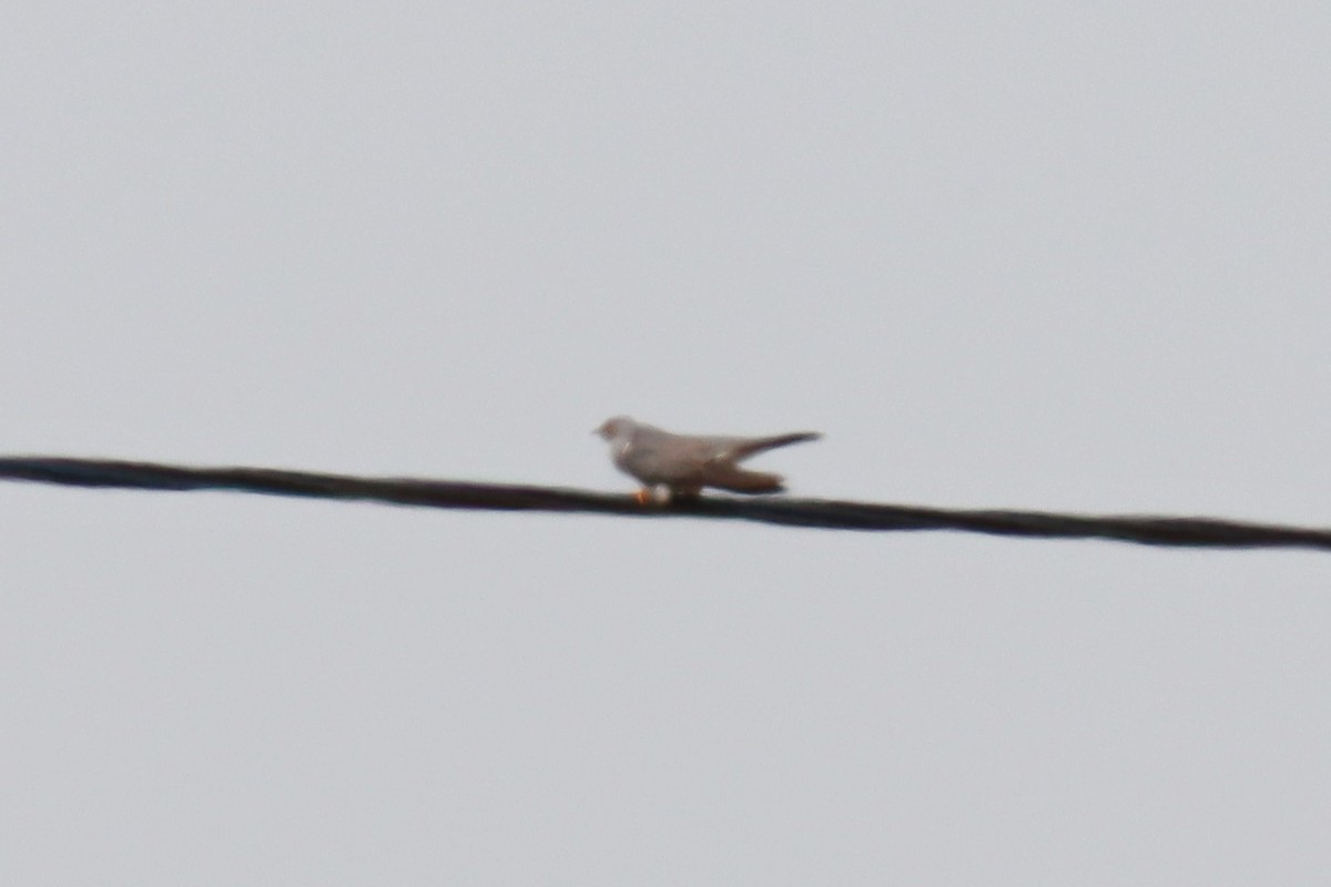 Common Cuckoo - ML584705781