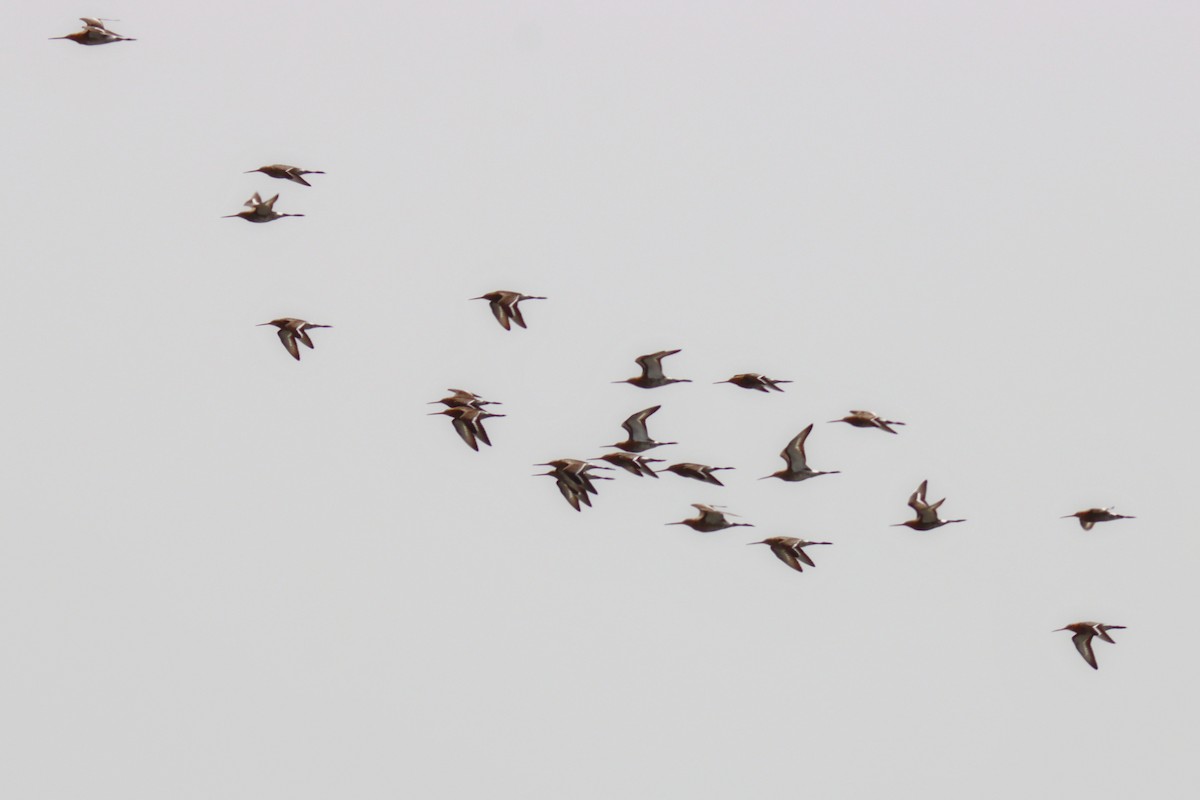 Black-tailed Godwit - Stanislav Cherepushkin