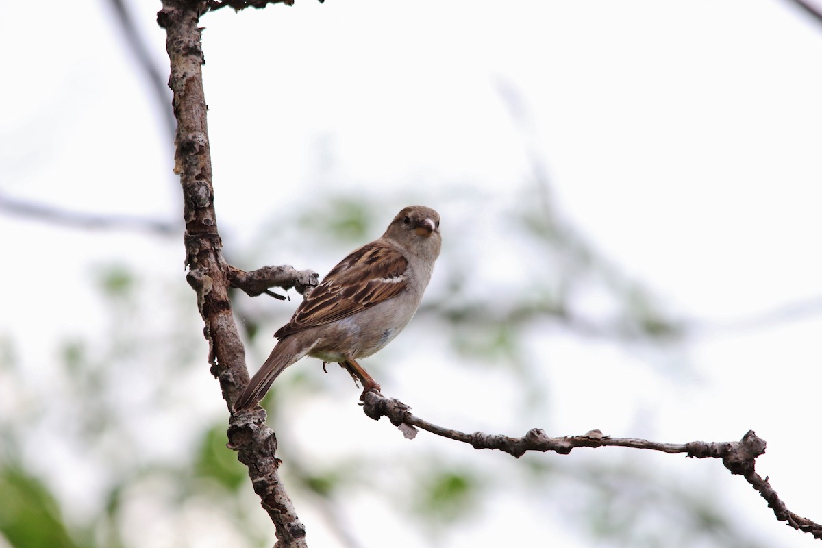 Moineau domestique - ML58470651