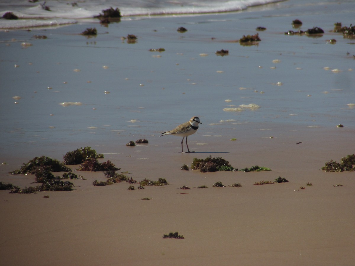 Collared Plover - ML584707661