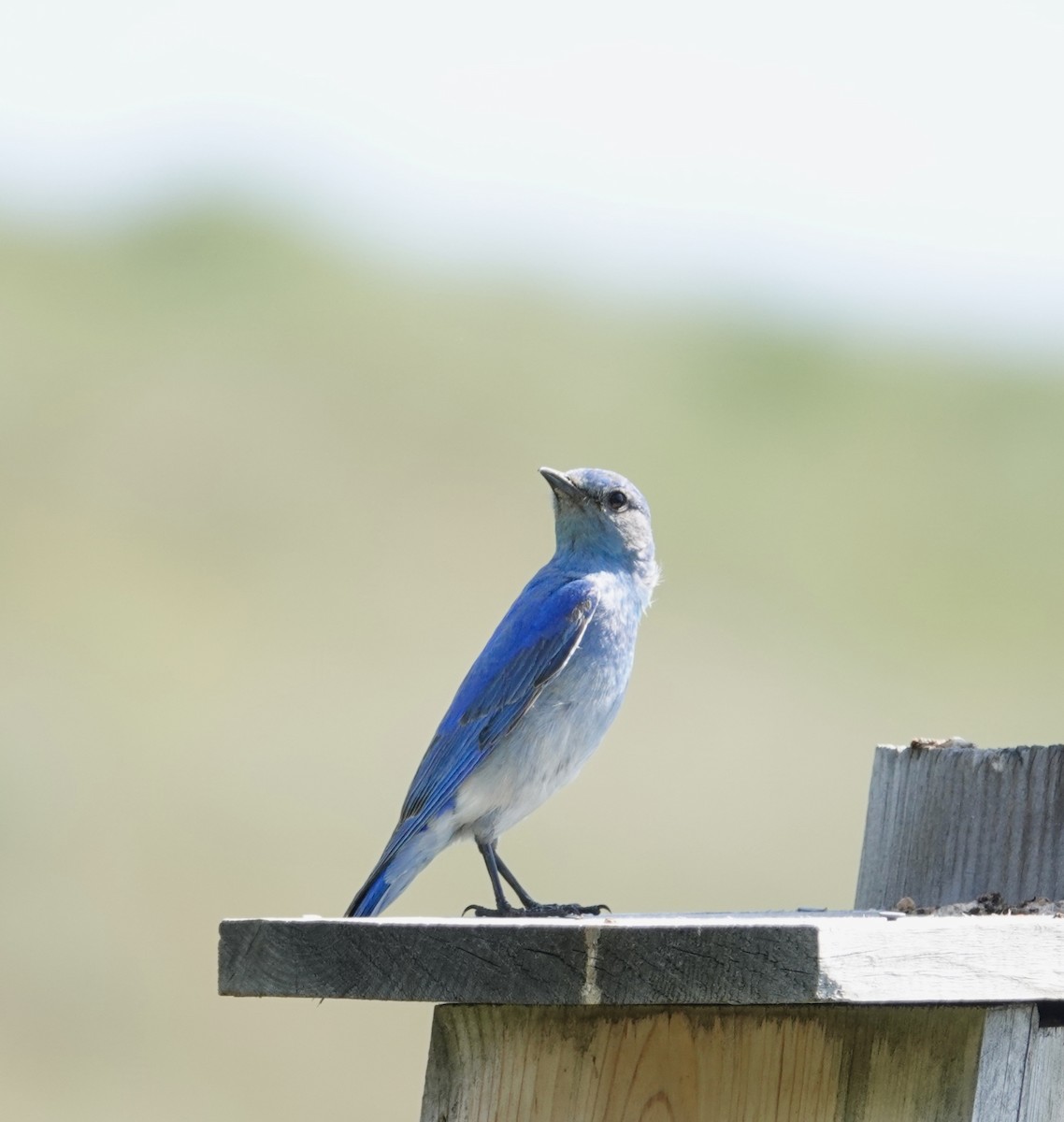 Mountain Bluebird - maxine reid