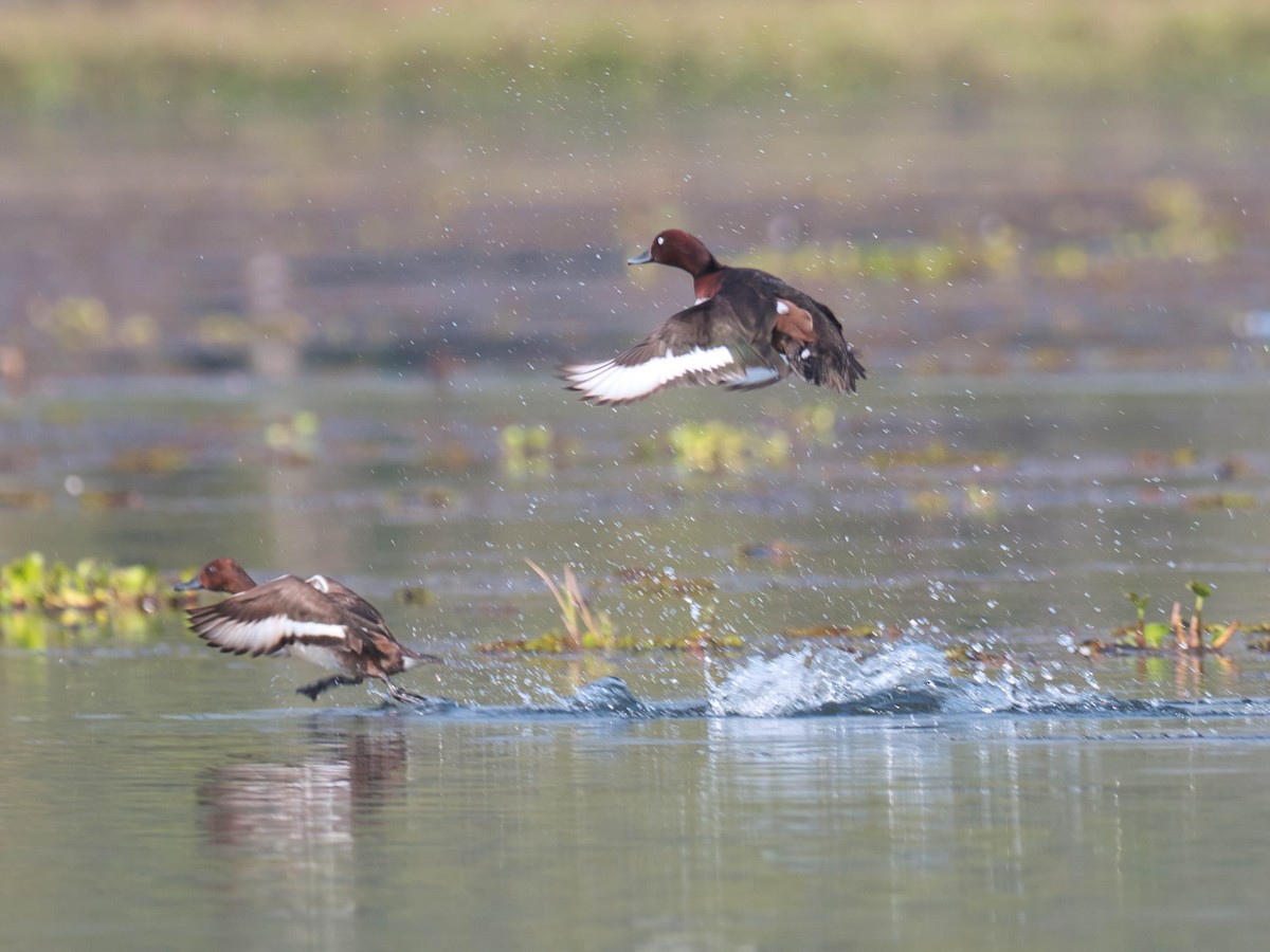 Ferruginous Duck - ML584708901