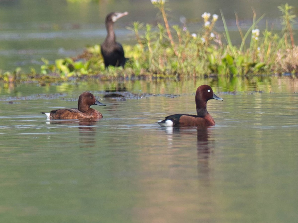 Ferruginous Duck - ML584708911