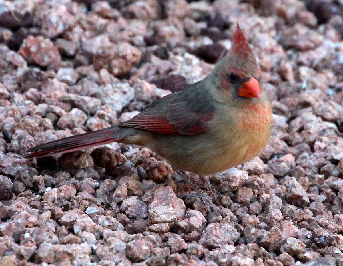 Cardinal rouge - ML58470961