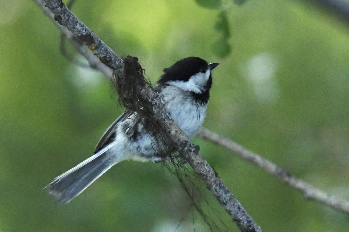 Black-capped Chickadee - Kent Kleman