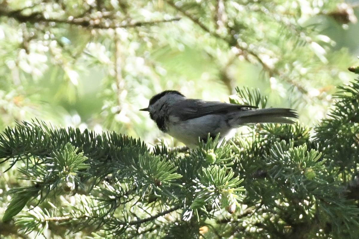 Mountain Chickadee - Kent Kleman