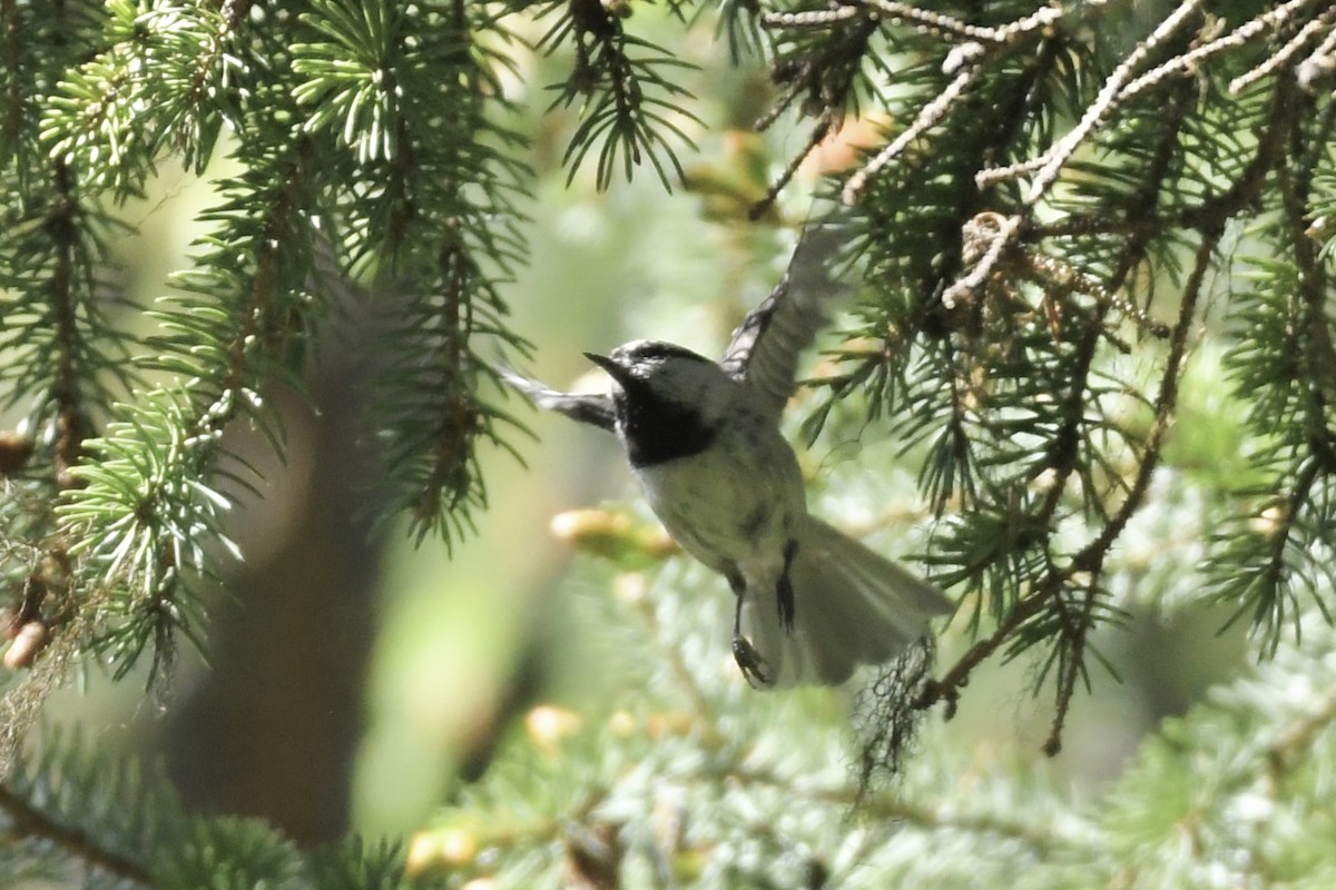 Mountain Chickadee - ML584709871