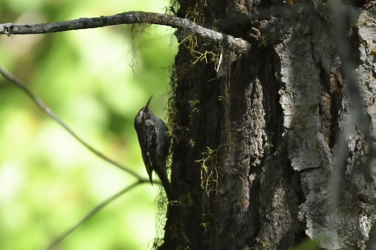 Brown Creeper - ML584709991