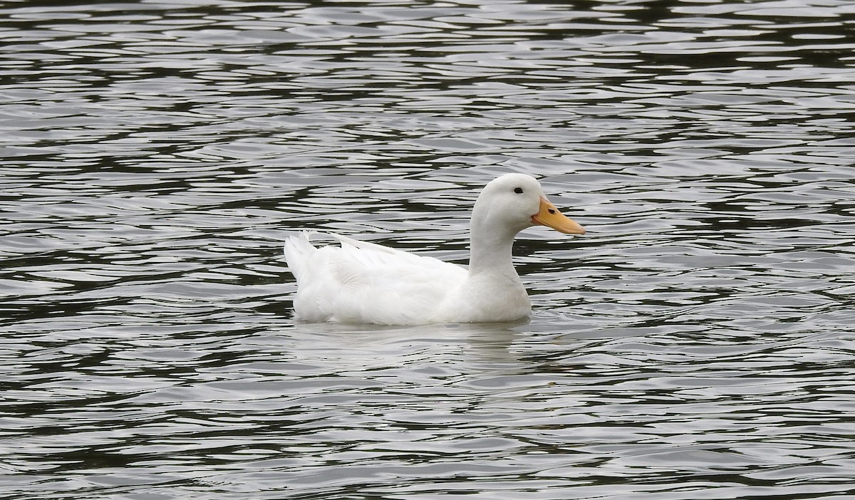 Fehlfarben-Stockente/Hausente - ML584710051