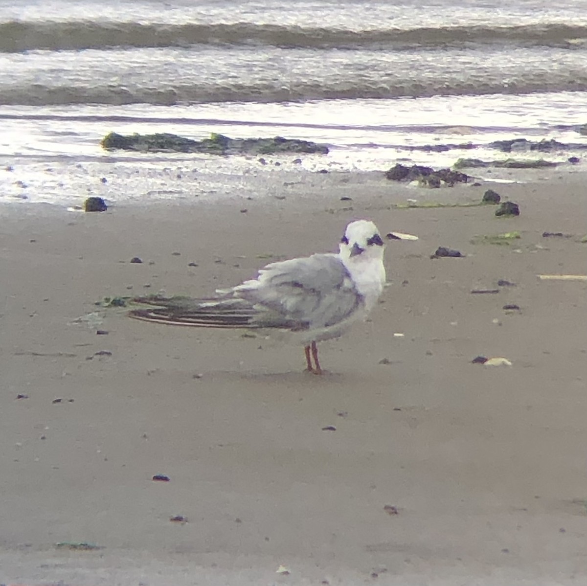 Forster's Tern - ML584710141