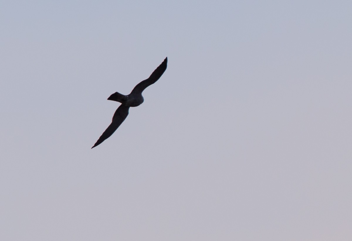 Mississippi Kite - ML58471021
