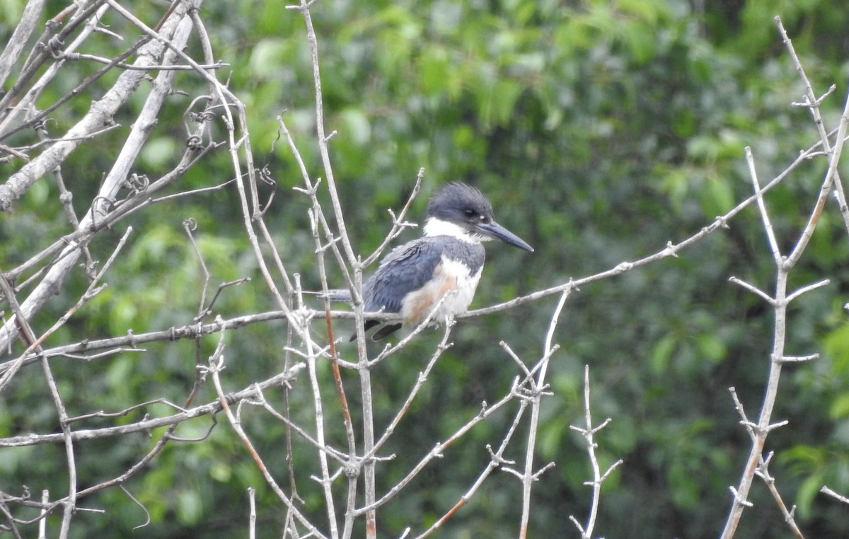 Belted Kingfisher - ML584710211