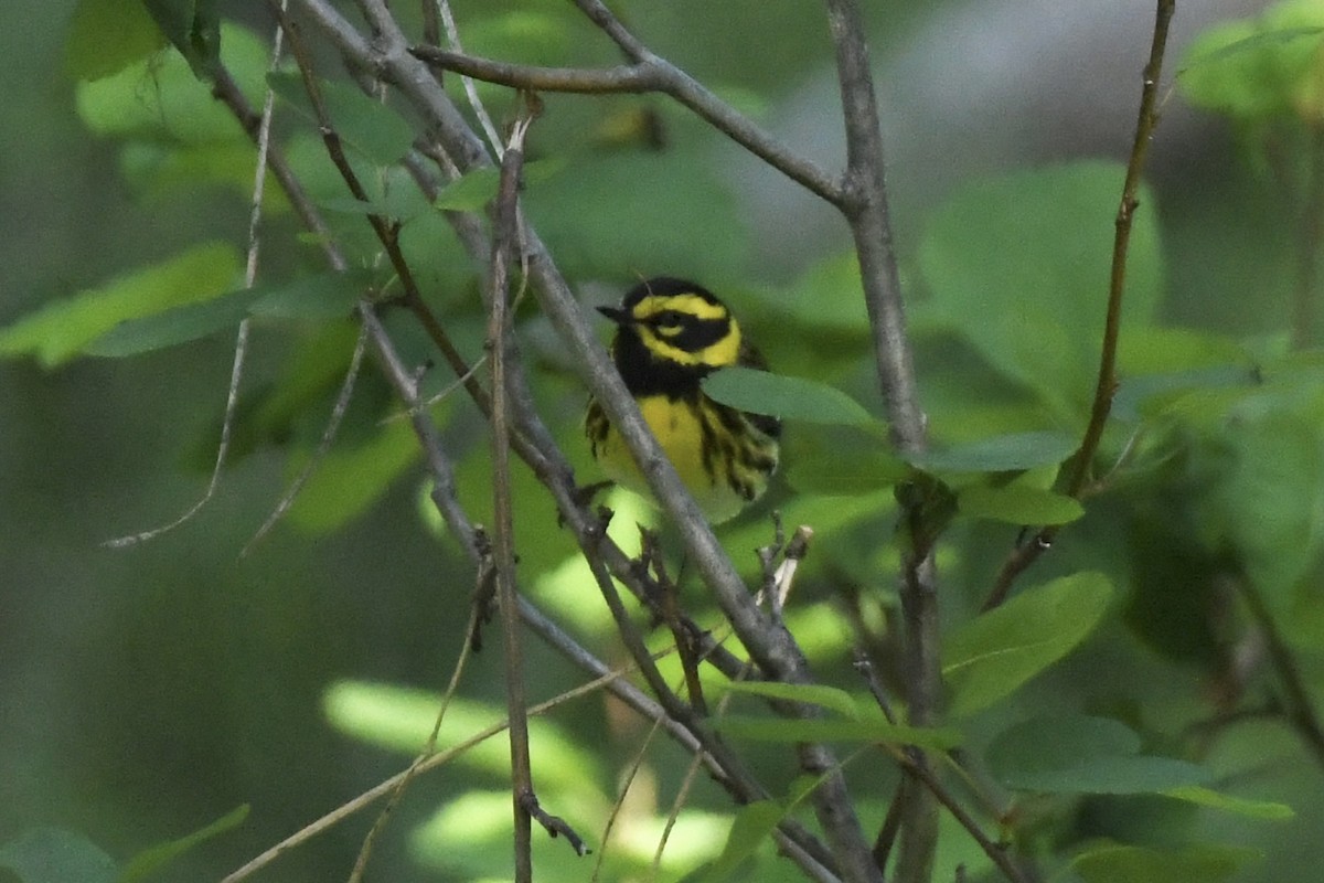 Townsend's Warbler - ML584710261