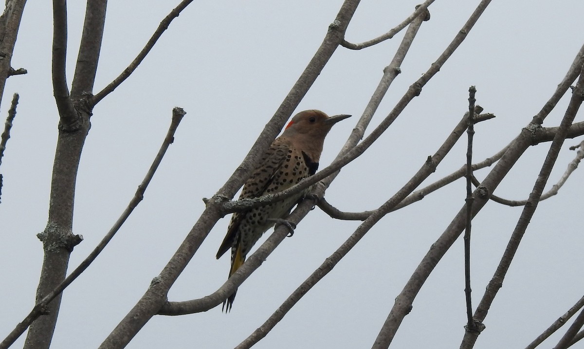 Northern Flicker - ML584710311