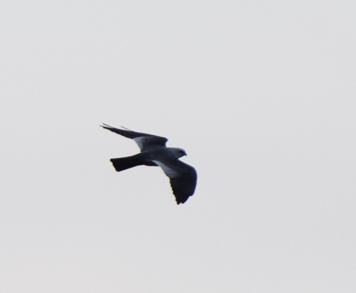 Mississippi Kite - ML58471041